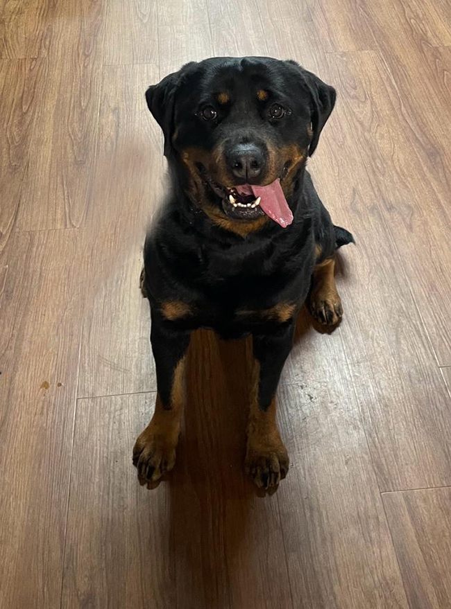 roo